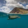 Photo of Honu Hawaii Activities