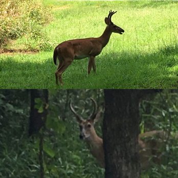 Neuse River Greenway Trail - Picked up a buck along the NRT - Hiking Near Me - Wake Forest, North Carolina Neuse River Greenway Trail - Picked up a buck along the NRT - Hiking Near Me - Wake Forest, North Carolina