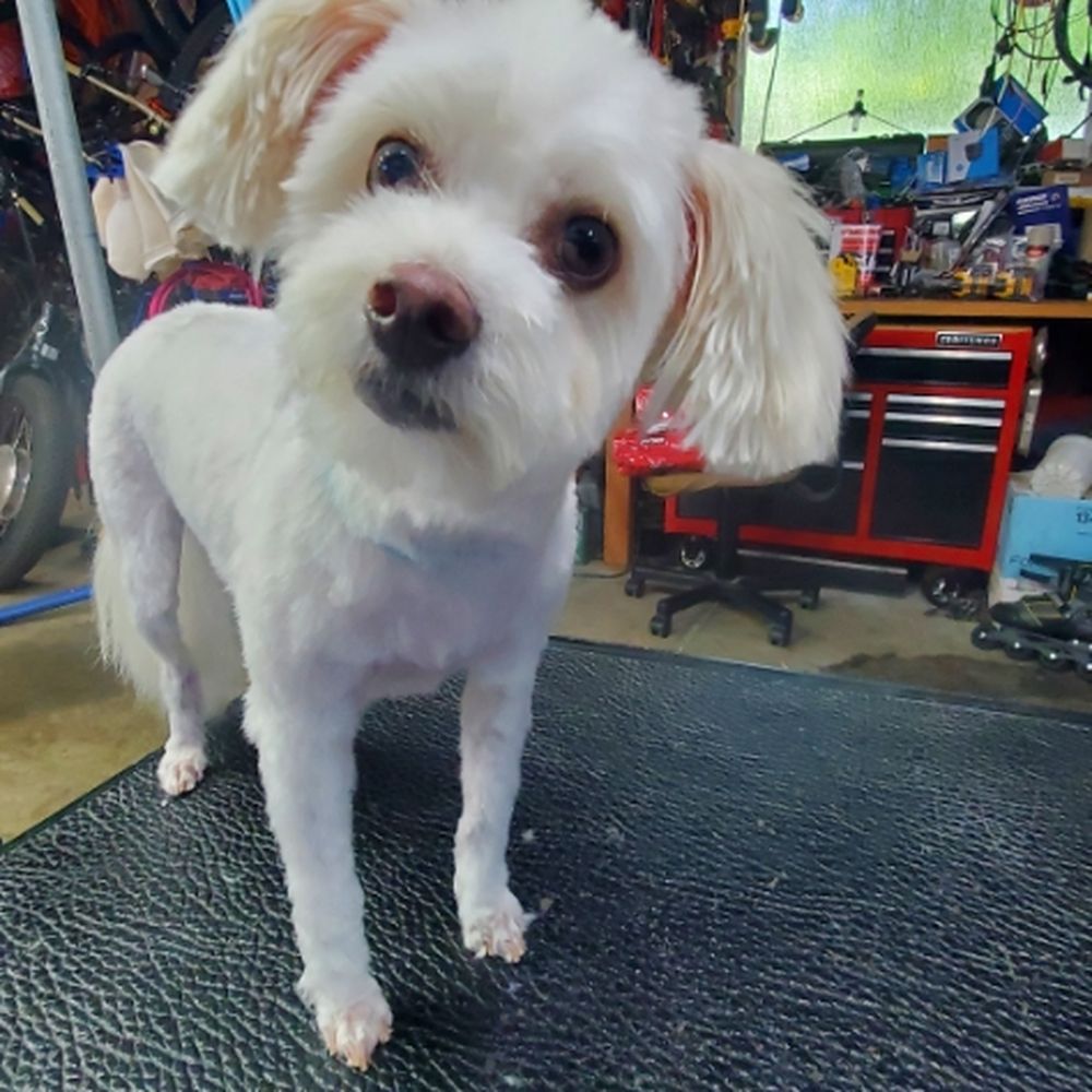 THE BEST 10 PET GROOMERS in SOLANO COUNTY, CA - Updated 2026 - Hours - Yelp