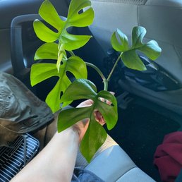 Mini monstera! Mini monstera!
