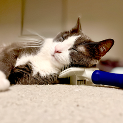 Bay Area Pet Sitter - Loki relaxing on his favorite brush.