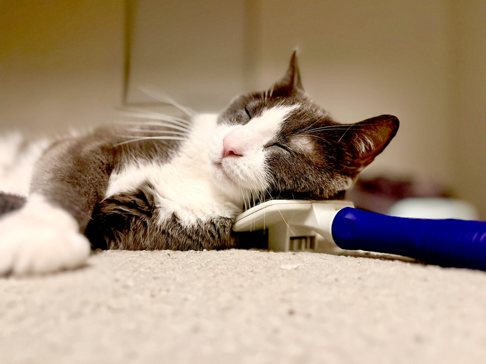 Bay Area Pet Sitter