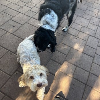 Dog Sitting by Ally - Hanging out with his friends and his favorites Ally and Travis! - Pet Boarding Near Me