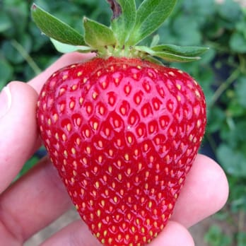 Braehead Farm - Pick your own strawberries - Farmers Market Near Me - Fredericksburg, Virginia