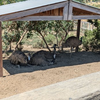 Ostrichland USA - Attraction Farms Near Me - Solvang, California Ostrichland USA - Attraction Farms Near Me - Solvang, California