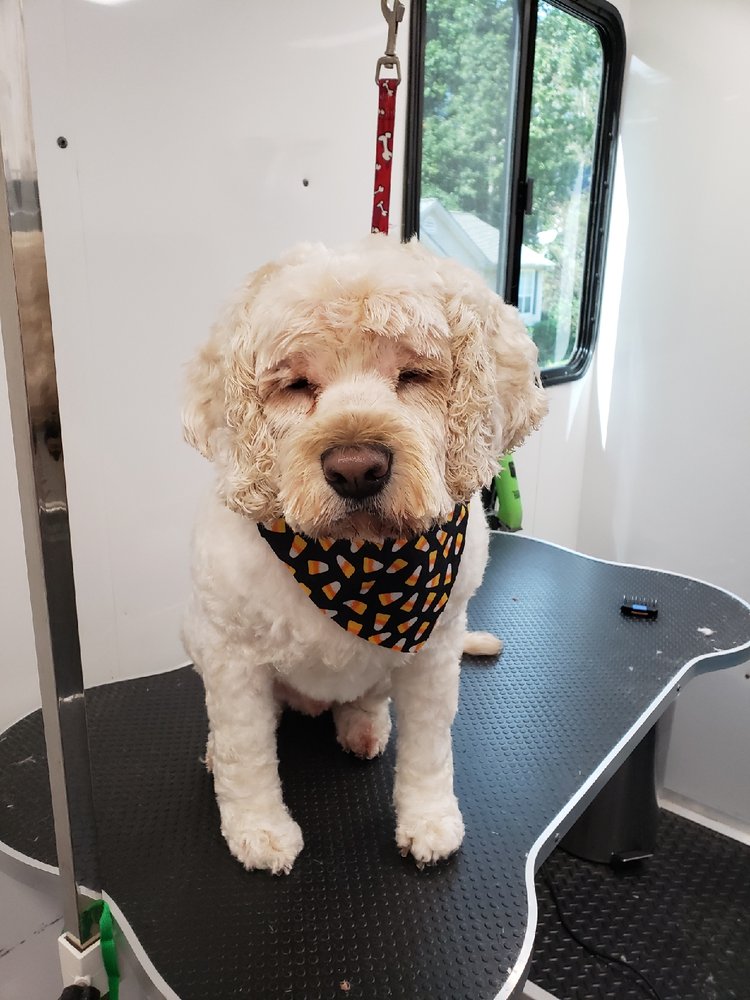 SOUTHERN BELL’S MOBILE GROOMING Updated July 2024 11 Photos