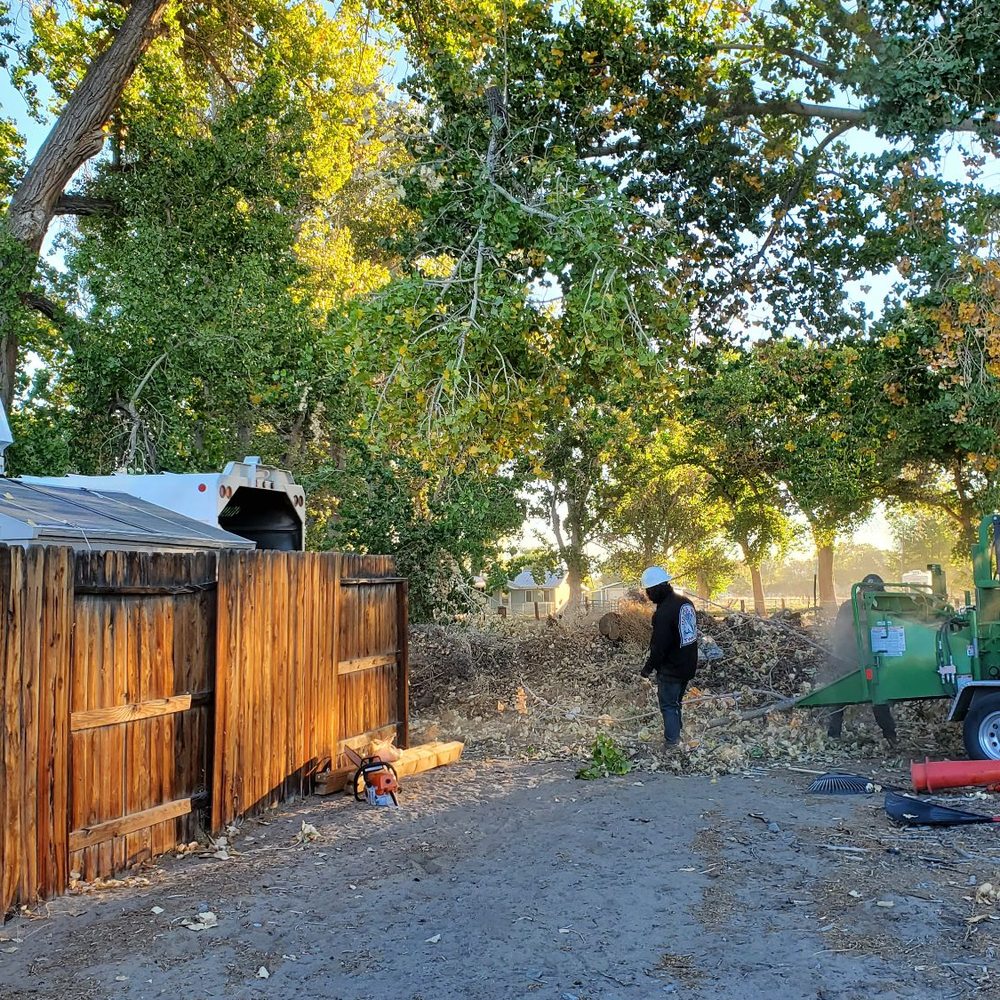 MD Tree Surgery - The beginning of a Great day. Our dangerous tree - Tree Services Near Me - Fallon, Nevada