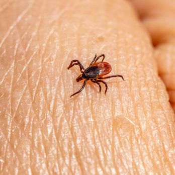 Outbackzack's Pest Removal - Pest Control Near Me - San Bernardino, California Outbackzack's Pest Removal - Pest Control Near Me - San Bernardino, California