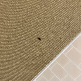 Princess Royale - Roaches in rooms!!! - Resorts Near Me - Ocean City, Maryland Princess Royale - Roaches in rooms!!! - Resorts Near Me - Ocean City, Maryland