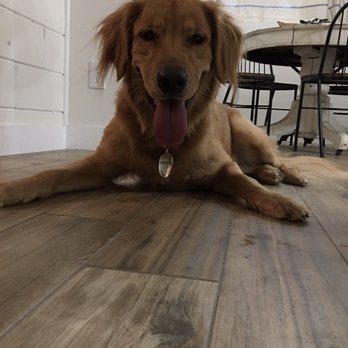 Balanced Pooches In Home Dog Training - Pet Training Near Me