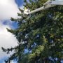 Photo of Ayuso Tree Service