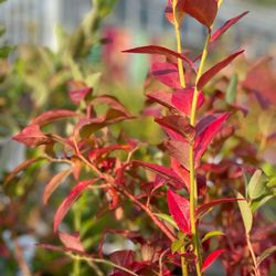 Swansons Nursery