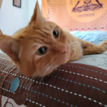 Doggie Doos and Don'ts - My orange lovelies! - Pet Groomers Near Me