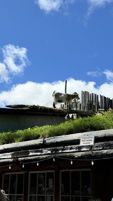 Old Country Market - Goats on Roof by null