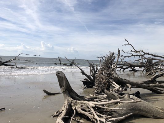 Botany Bay Heritage Preserve/Wildlife Management Area by null