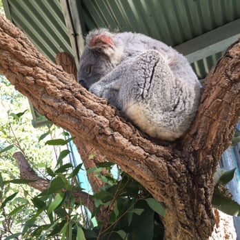 Taronga Zoo - Here he is, in its natural state. - Zoos Near Me - Mosman, NSW Taronga Zoo - Here he is, in its natural state. - Zoos Near Me - Mosman, NSW