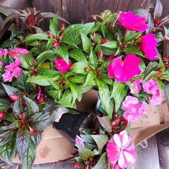 Sunny Crest - Nurseries & Gardening Near Me - Shiloh, Ohio