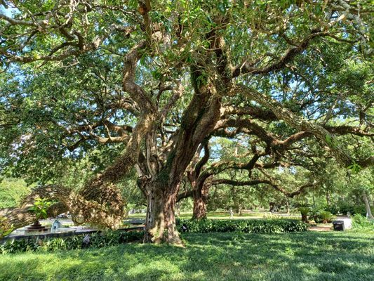 Audubon Park Loop by null