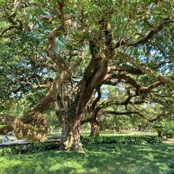 Audubon Park - Majestic oak tree