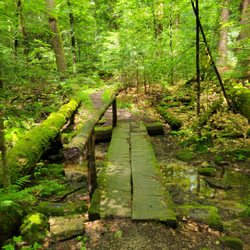 Hearts Content Scenic Area - Trail