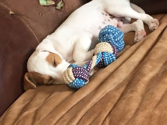 Rutgers Creek Pet Resort