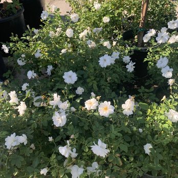 VN Nursery - Roses - Nurseries & Gardening Near Me - Reseda , California