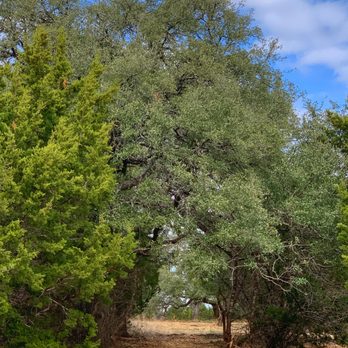 Natural Texas - They created a beautiful archway at the edge of our property. Easily could have taken out trees on one side but we love how they did this! - Landscaping Near Me - Austin, Texas