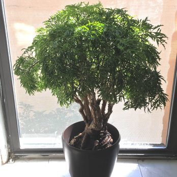Horticultural Help - Ming Aralia - Indoor Landscaping Near Me Horticultural Help - Ming Aralia - Indoor Landscaping Near Me