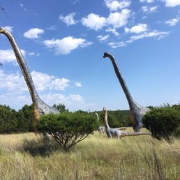 Long necks!