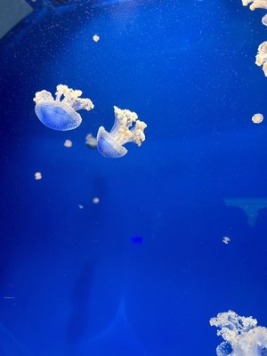 Oceanogràfic València by null