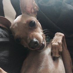 Fur Ever Homes Rescue