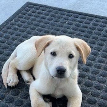 No Dog Left Behind Rescue - Community Service/Non-Profit Near Me