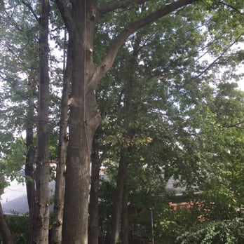 Tree Nanny Tree Service - Branches are cut the correct way - Tree Services Near Me