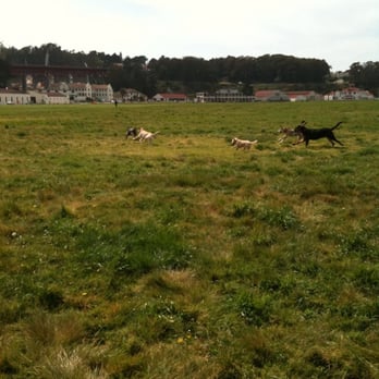 The Dog Wrangler - Running as fast as they can! - Dog Walkers Near Me The Dog Wrangler - Running as fast as they can! - Dog Walkers Near Me