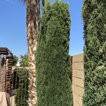 Little John's Lawns - Untrimmed bushes - Landscaping Near Me - Mesa, Arizona Little John's Lawns - Untrimmed bushes - Landscaping Near Me - Mesa, Arizona