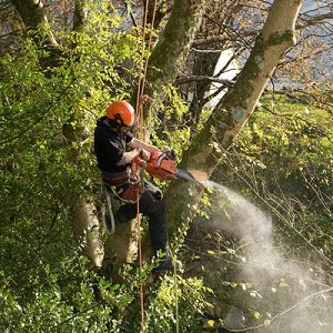 Grace Tree Service Spokane - tree service in Spokane, WA