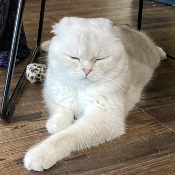 PurrPurr - Gucio - Cafes Near Me - Warsaw, MZ