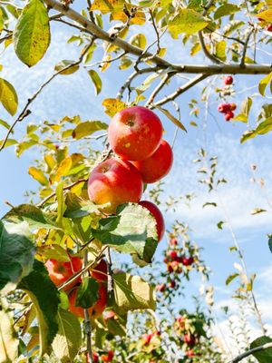 B.J. Reece Orchards by null