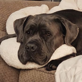 Dani's Pet Care - Rogue - Pet Boarding Near Me - Winthrop, Massachusetts