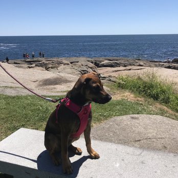 Pawfection Dog Training - Pet Training Near Me Pawfection Dog Training - Pet Training Near Me