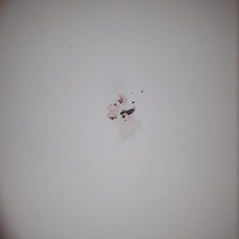 Manresa Castle - This was dried on the wall and as big around as a quarter. Ewww! - Hotels Near Me - Port Townsend, Washington
