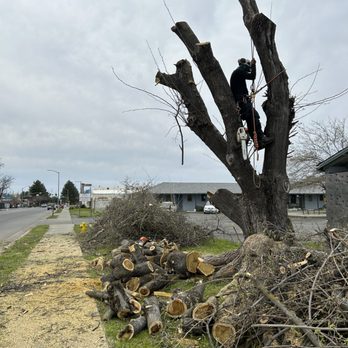 J&V Tree Experts - Tree Services Near Me