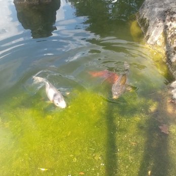 Chinagarten - Fish will approach you. - Parks Near Me - Zürich, ZH
