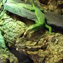Photo of Crystal Palace Reptiles
