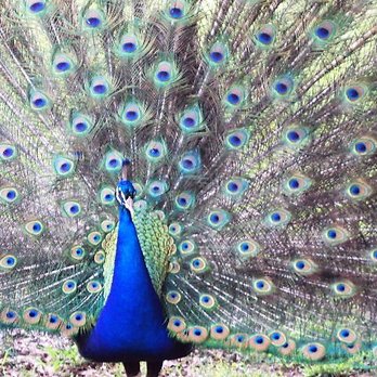 Noah's Ark Animal Sanctuary - Beautiful peacock's freely walk around - Animal Shelters Near Me - Locust Grove, Georgia