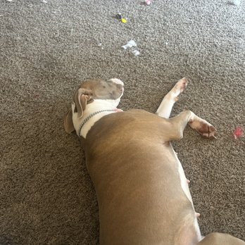 Pet Supplies Plus Des Moines - Nyla - Pet Stores Near Me - Des Moines, Iowa Pet Supplies Plus Des Moines - Nyla - Pet Stores Near Me - Des Moines, Iowa