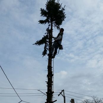 AJAX Tree Service - Tree Services Near Me