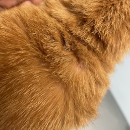 Sick cat Sick cat
