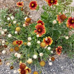 Nevada State Park Regional Visitor's Center - @ Nevada State Park Regional Visitor’s Center - 8/4/17