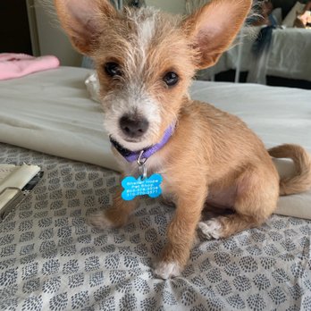 Somis Veterinary Hospital - Poppy - Veterinarians Near Me - Somis, California Somis Veterinary Hospital - Poppy - Veterinarians Near Me - Somis, California